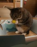 霸王龙猫猫的头像-老婶的菜单