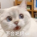 薛定鹅的猫的头像-老婶的菜单